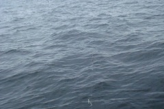 2010-08-07_14-50-30