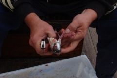2010-08-07_16-37-17
