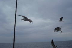 2010-08-07_16-38-29