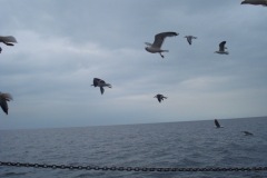 2010-08-07_16-38-33