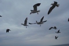 2010-08-07_16-38-43