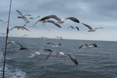 2010-08-07_16-39-29