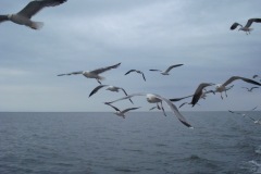 2010-08-07_16-39-45