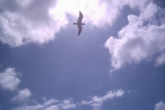 angeln04_067