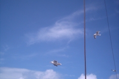 angeln04_078