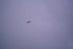 angeln04_156